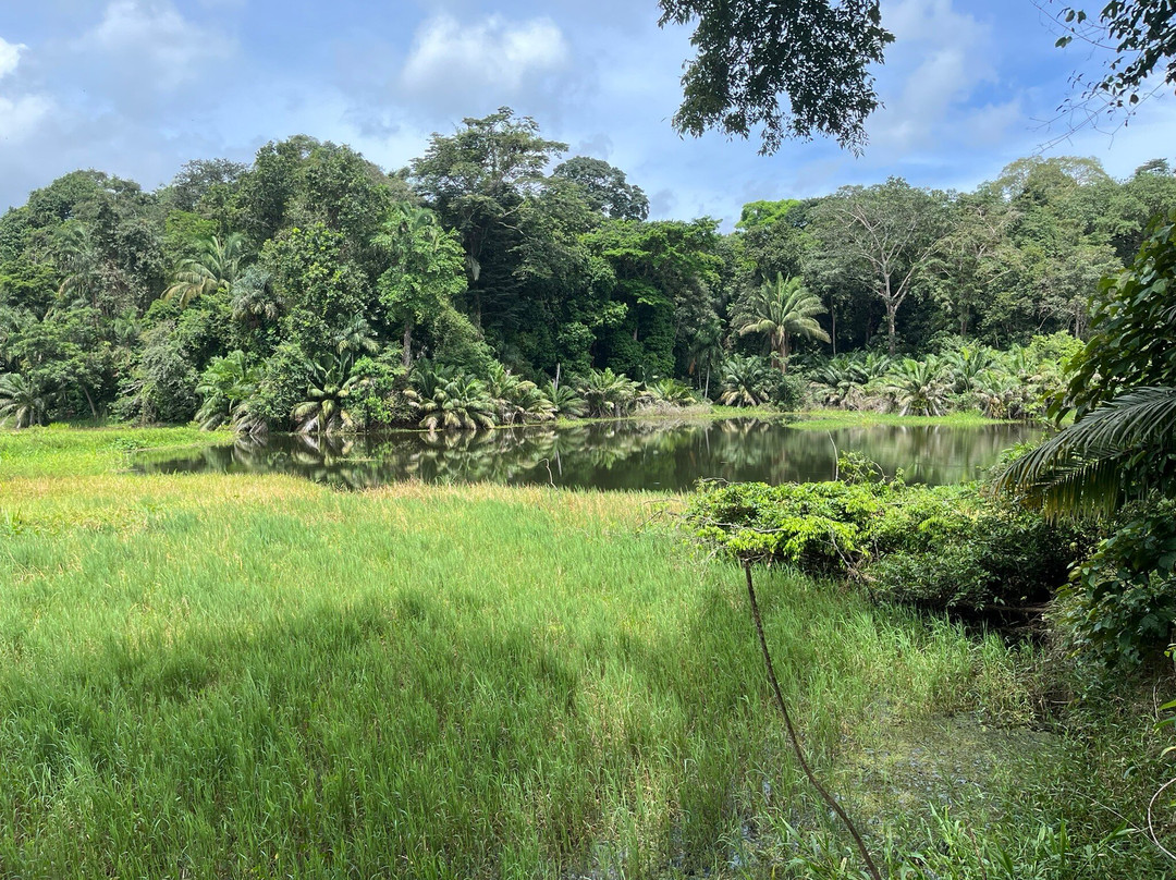 Panama Rainforest Discovery Center-甘博阿必去景点