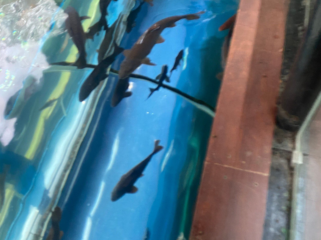 Lakes Aquarium-Newby Bridge必去景点