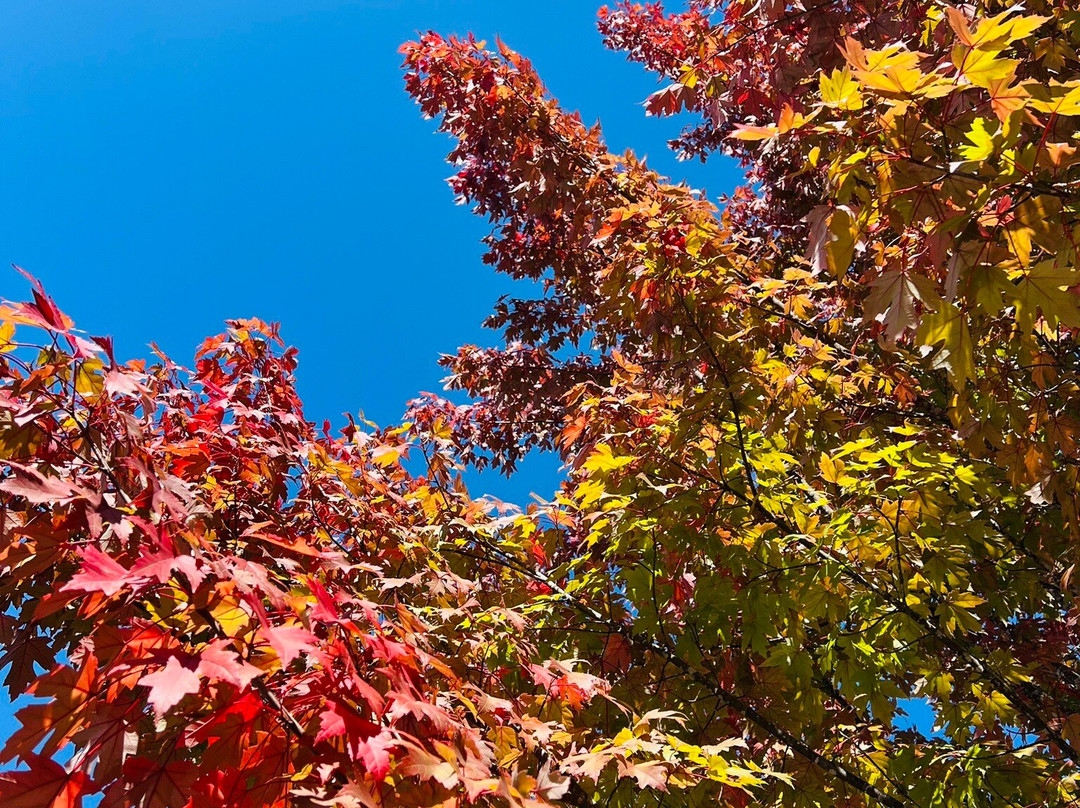 DeLoach Vineyards-圣罗莎必去景点