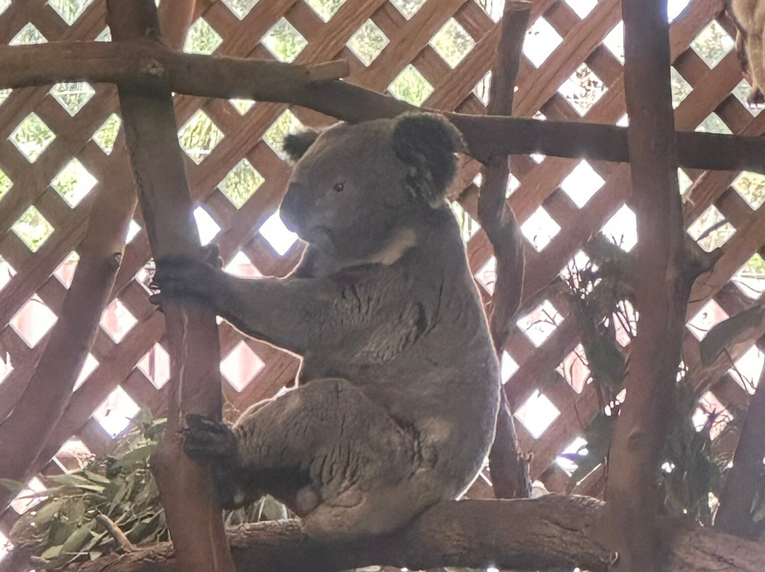 Featherdale Sydney Wildlife Park-Doonside必去景点