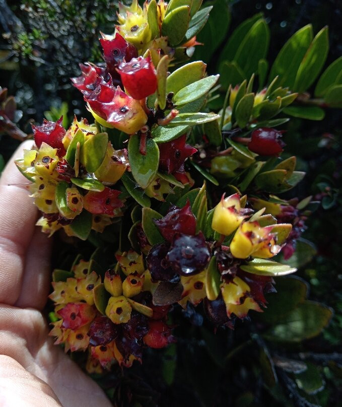 Samacá Turística-Samaca必去景点