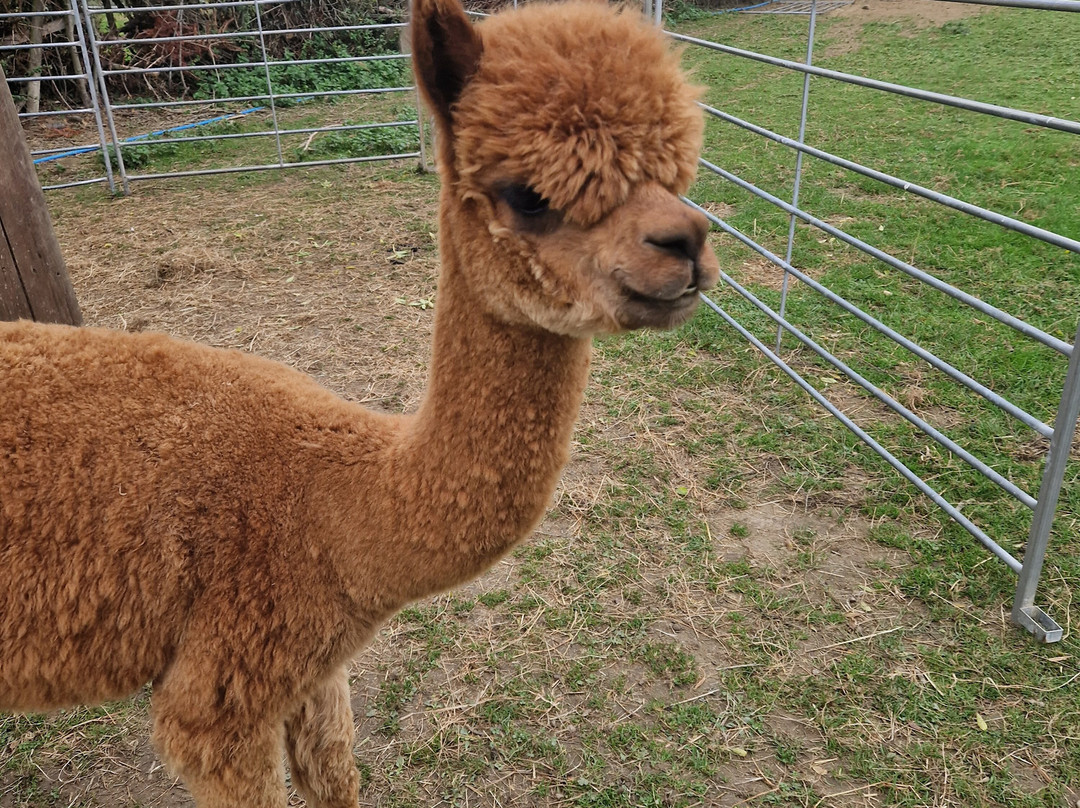 Brackenfield Alpacas-马特洛克必去景点