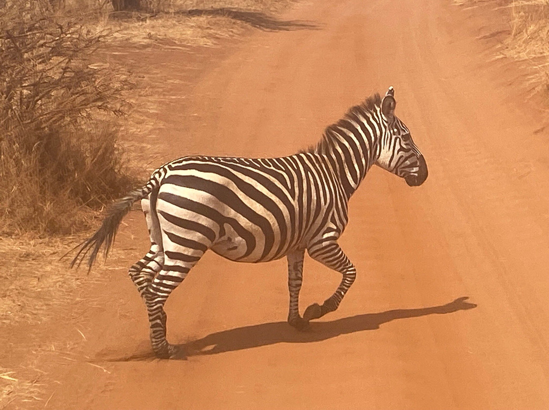 African Scenic Safaris-莫西必去景点
