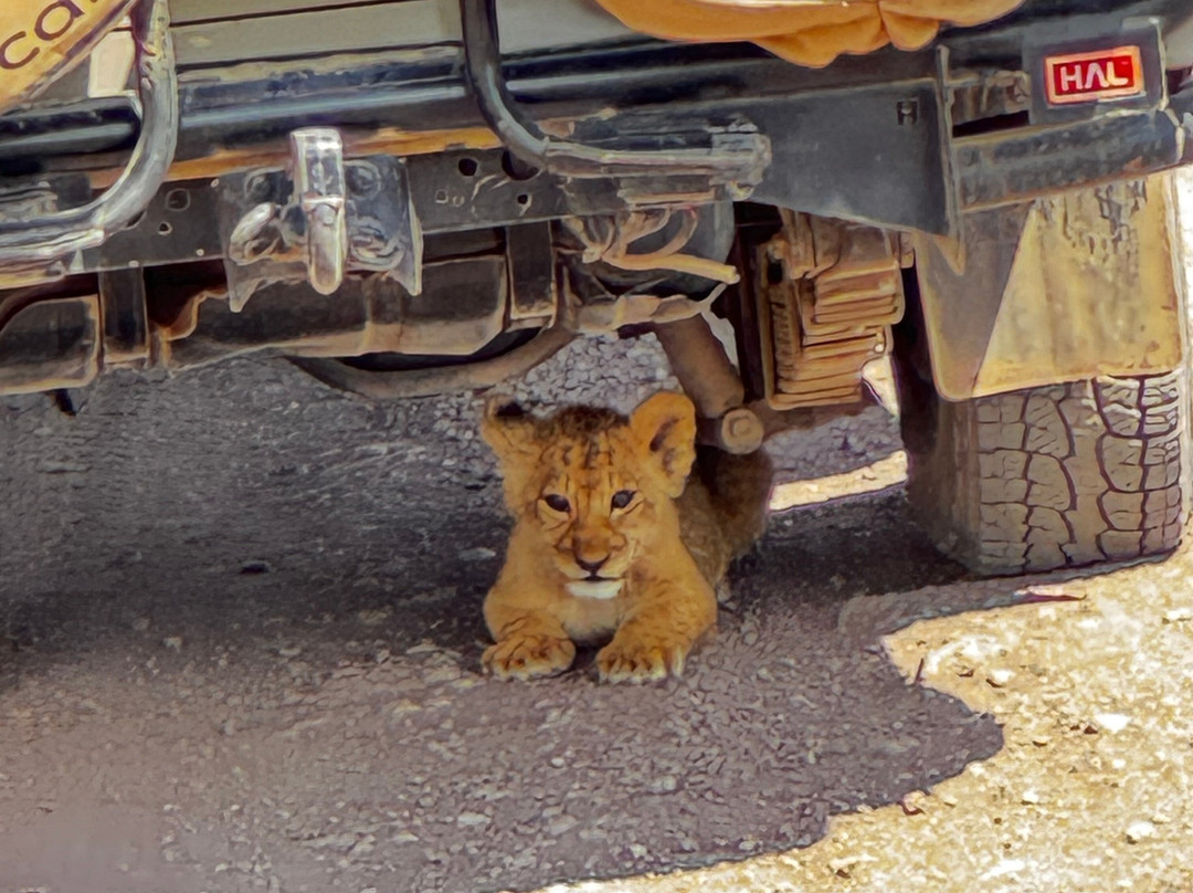 Predators Safari Club-阿鲁沙必去景点