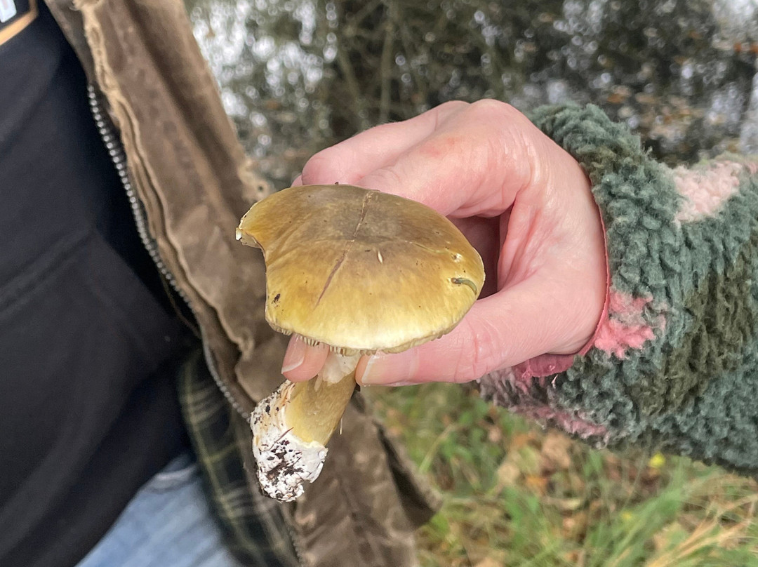 Careys Secret Garden-韦勒姆必去景点