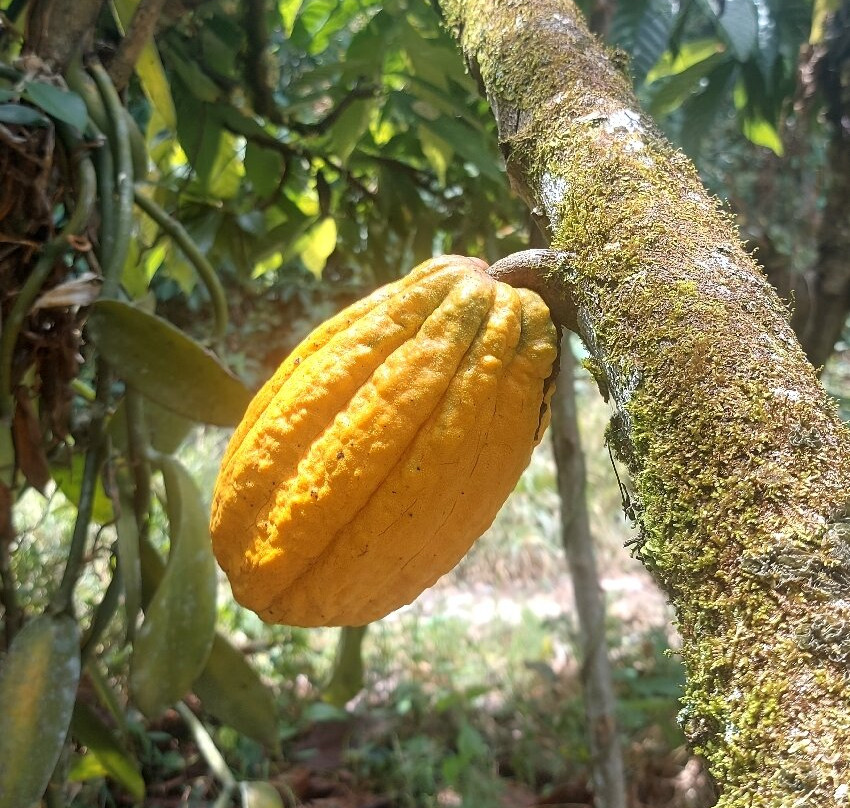 Tentena wildlife tour and Lorelindu national park-Tentena必去景点