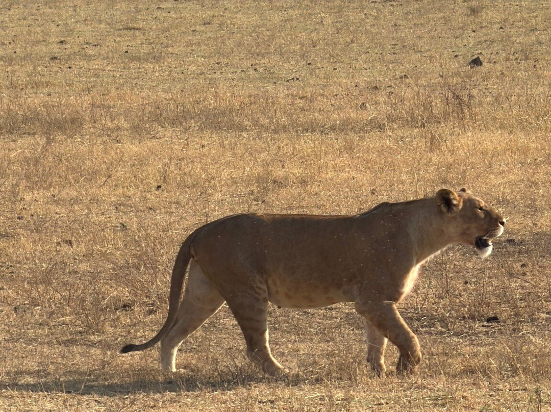 Unlimited Expeditions - The Soul Of Tanzania-阿鲁沙必去景点