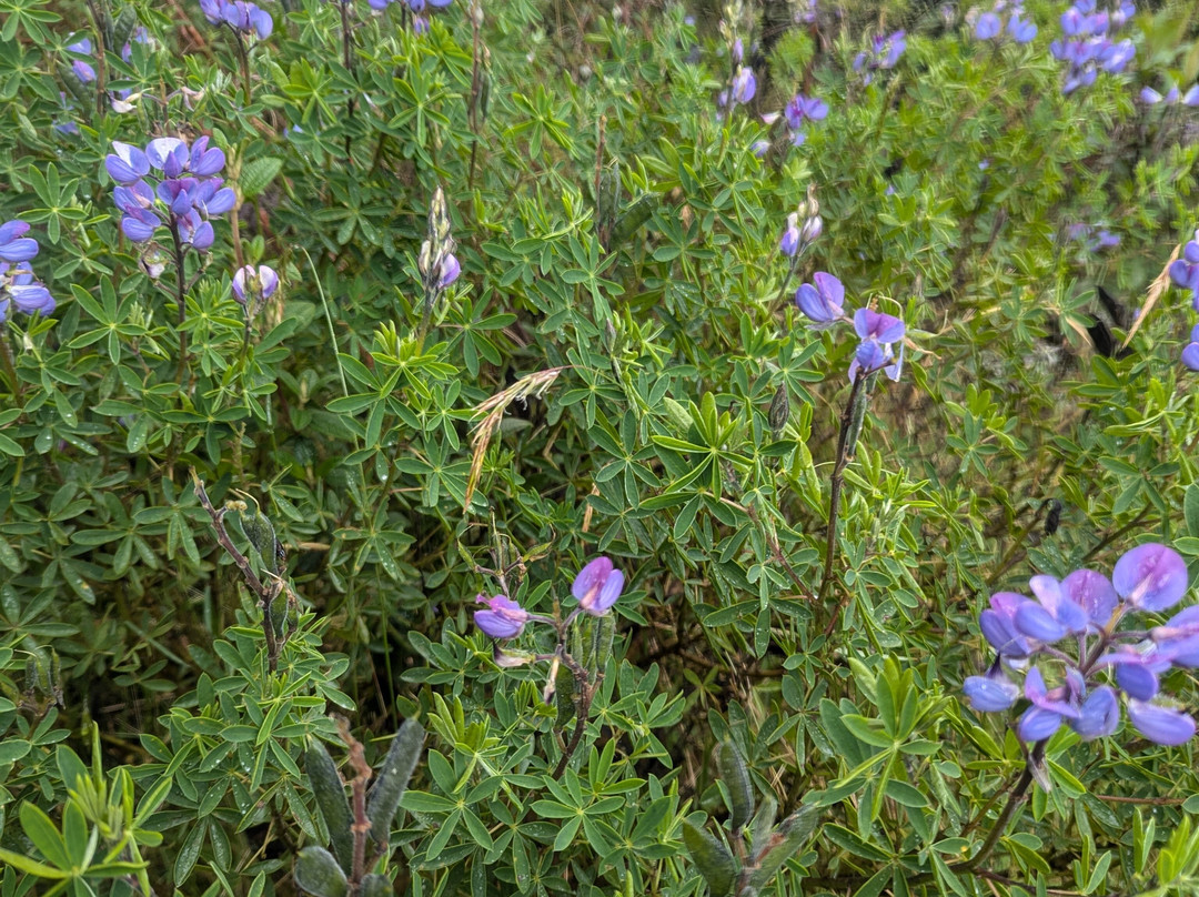 Parque Nacional Cayambe - Coca-Cayambe必去景点