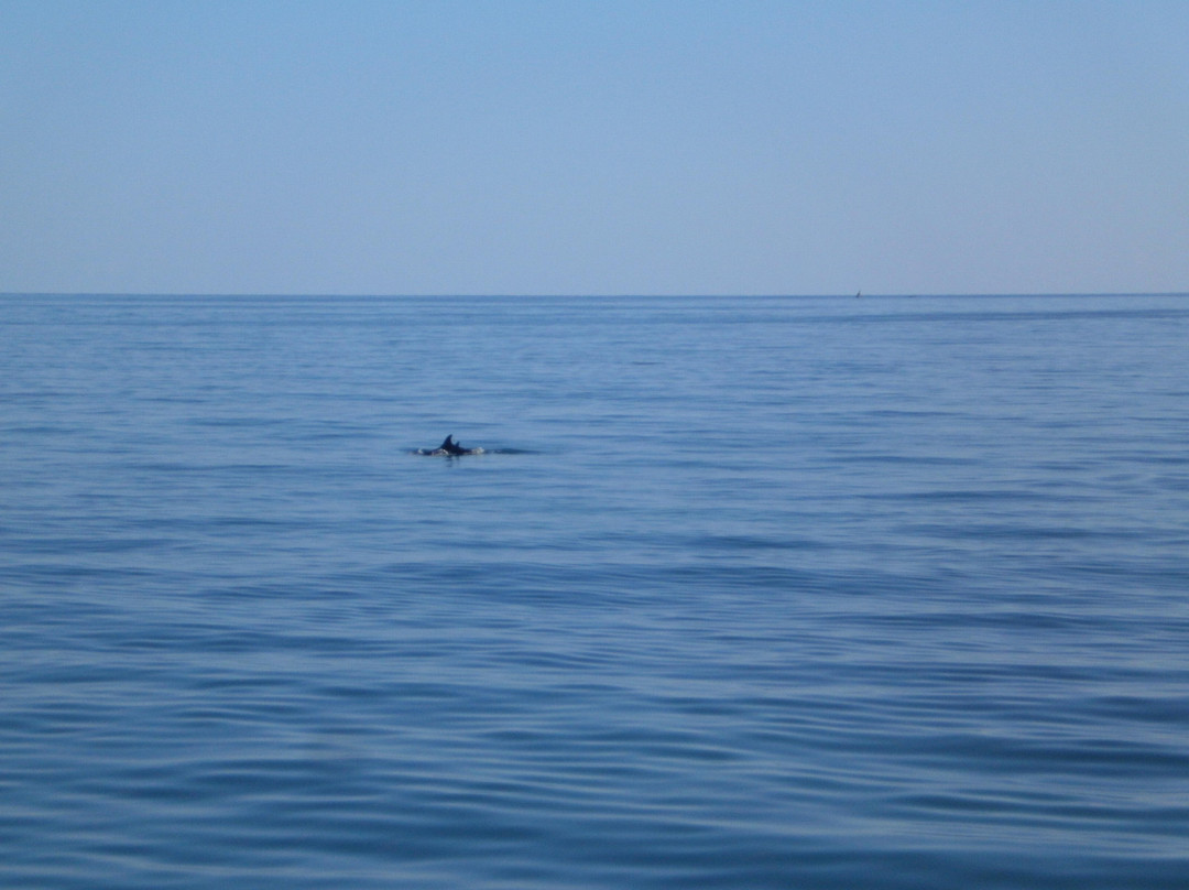Bateau Pirate Albatros-杰尔巴岛必去景点