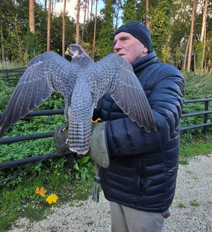Bird of Prey Experiences - Hawkeye Falconry UK-Thoresby必去景点