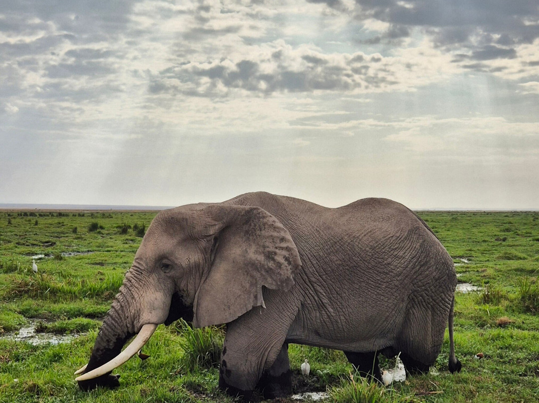 Antonio Safaris-Karen必去景点