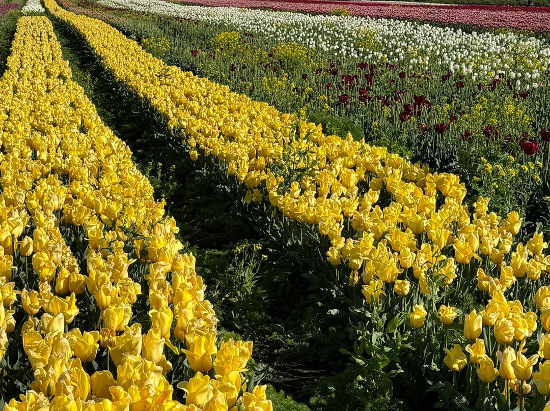 Campo De Tulipanes-Trevelin必去景点