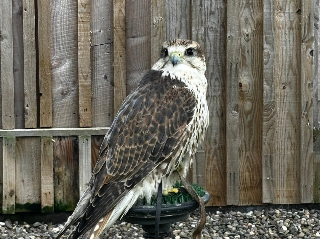 The Scottish Deer Centre-库珀必去景点