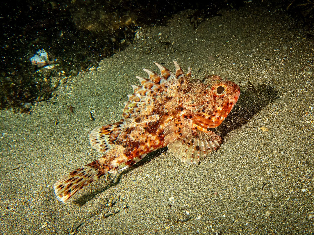 Diving With Nic-米哈斯必去景点