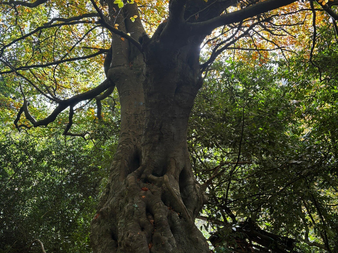 Glen Of The Downs Nature Reserve