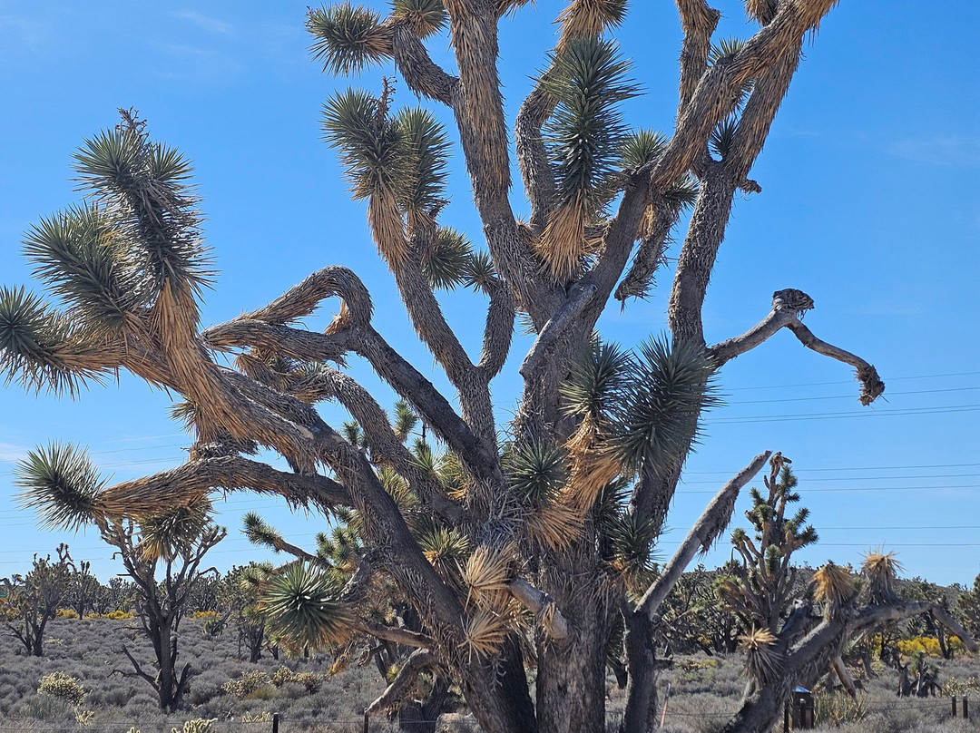 Arizona's Joshua Tree Forest-Meadview必去景点