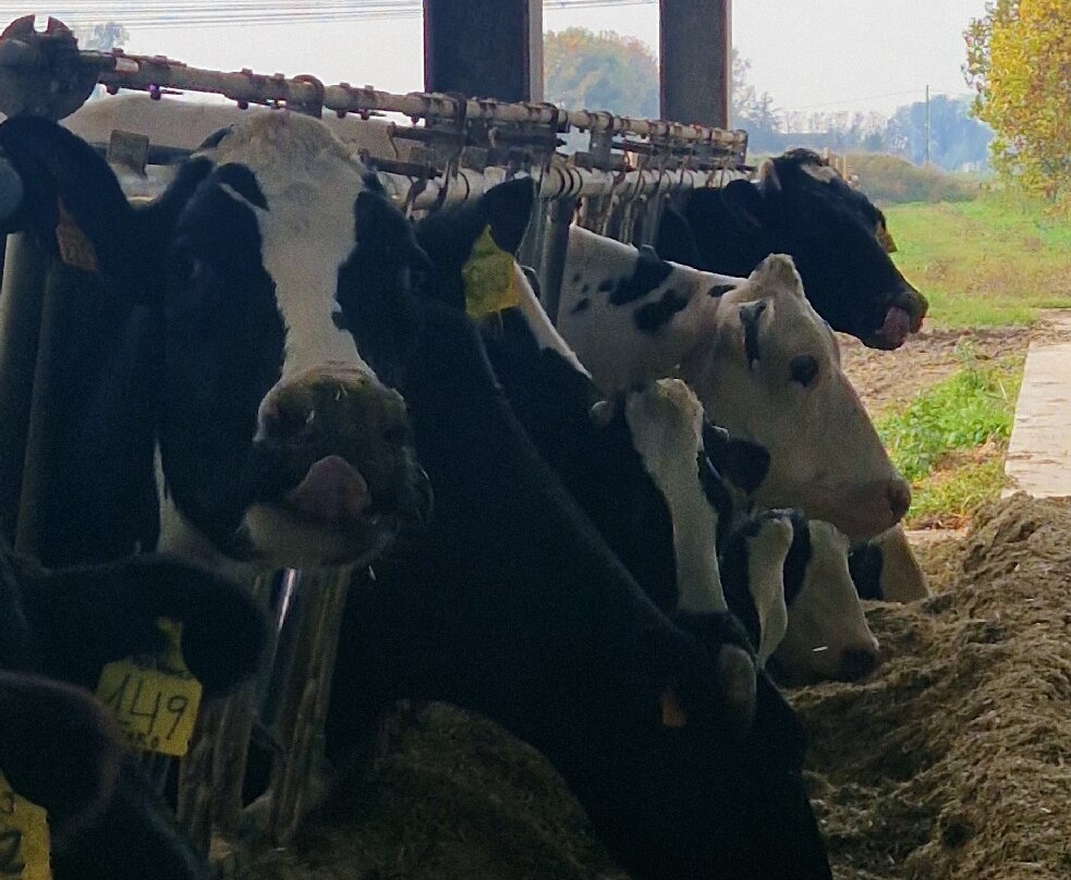 La Cigolina-Castelnuovo Bocca D'Adda必去景点