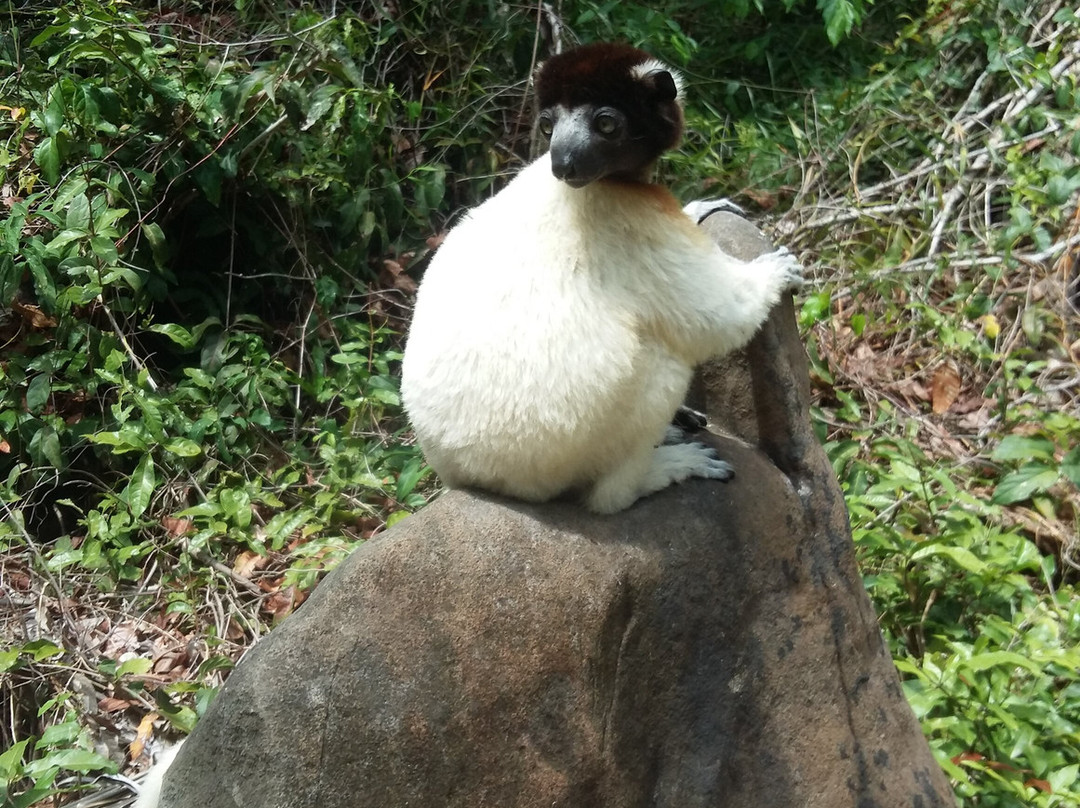 Alina Trips - Excursions en bateau depuis Nosy Komba et Nosy Be-Nosy Komba必去景点