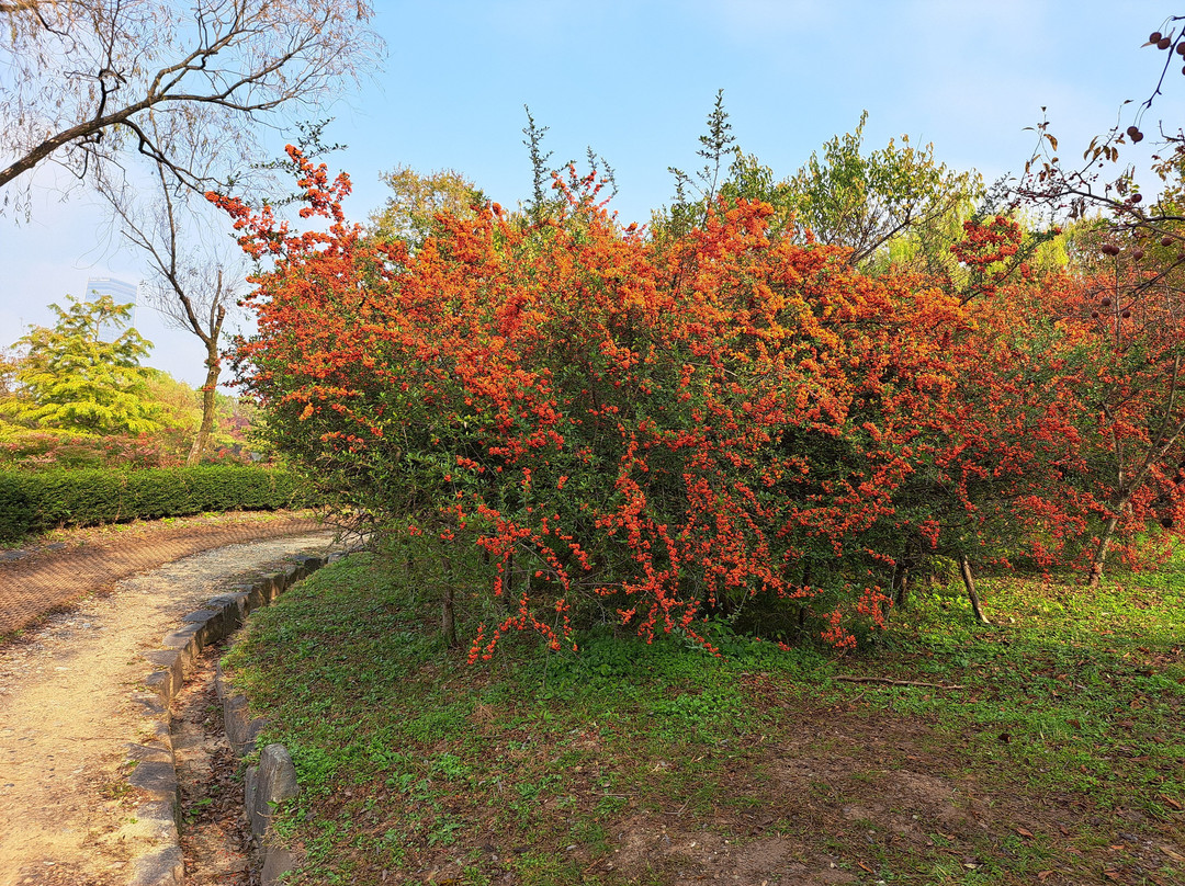 Hanbat Arboretum-大田必去景点