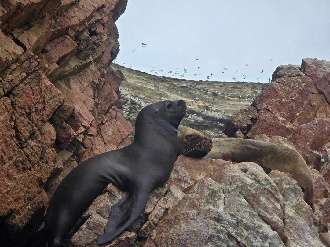 Aliza Tours-Huacachina必去景点