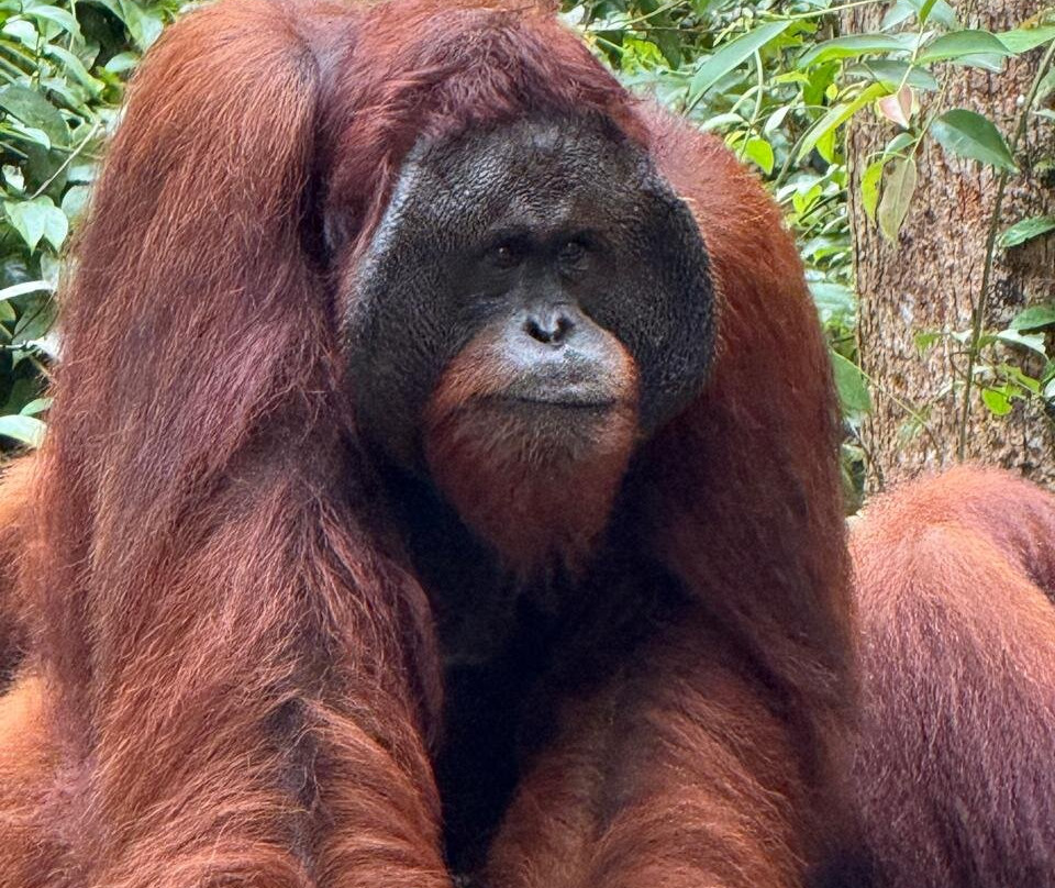 Toris Orangutan Tour-Kumai必去景点