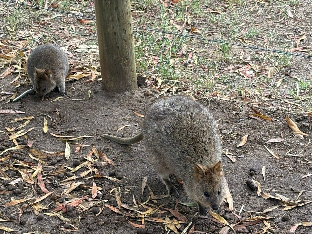 Kangaroo Island Wildlife Park-塞登必去景点