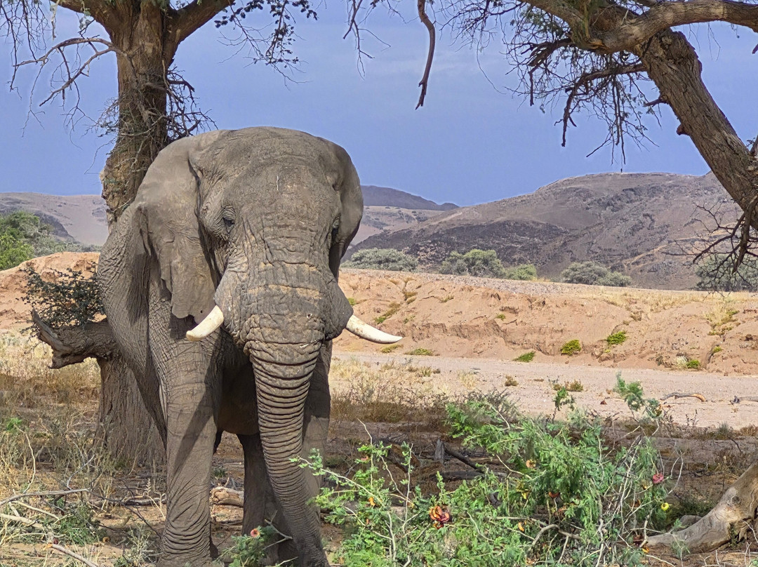 Twyfelfontein Elephant Drives-Palmwag必去景点