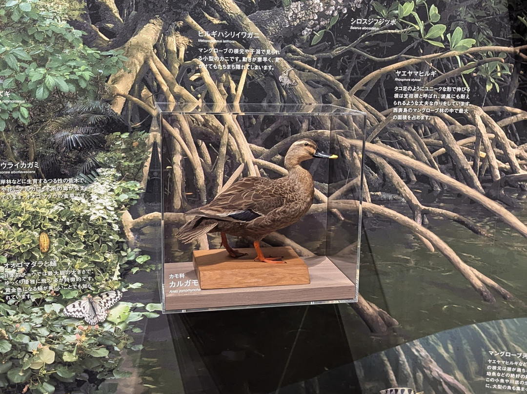 Iriomote Wildlife Conservation Center-竹富町西表岛必去景点