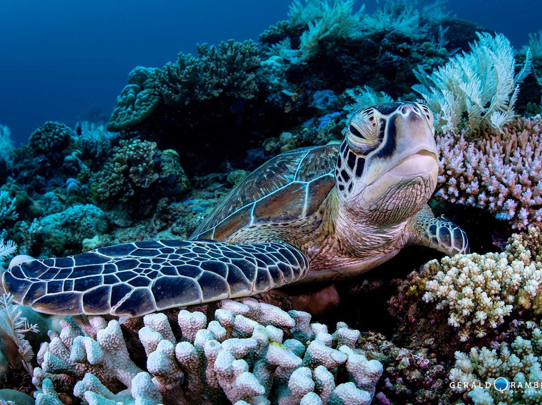 Dragon Dive Komodo-Labuan Bajo必去景点