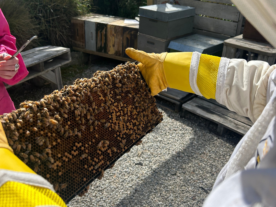 Buzzstop-皇后镇必去景点