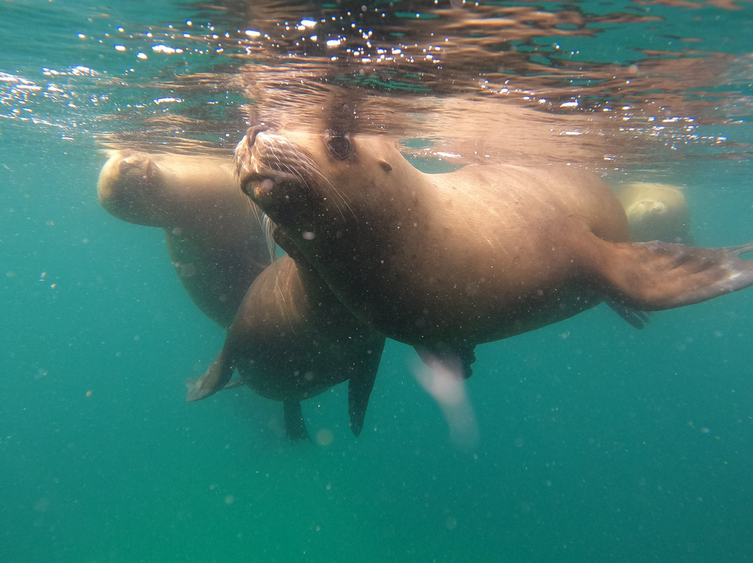 Goos Ballenas-Puerto Piramides必去景点