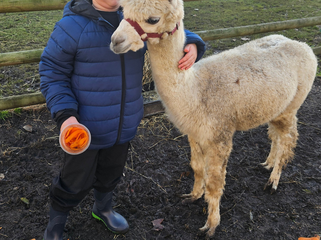 Woodlands Alpaca Farm-沃灵顿必去景点