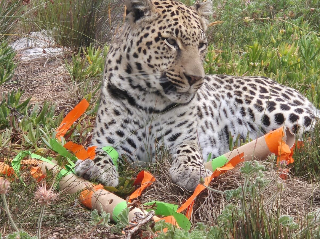 Panthera Africa - Big Cat Sanctuary-斯坦福必去景点