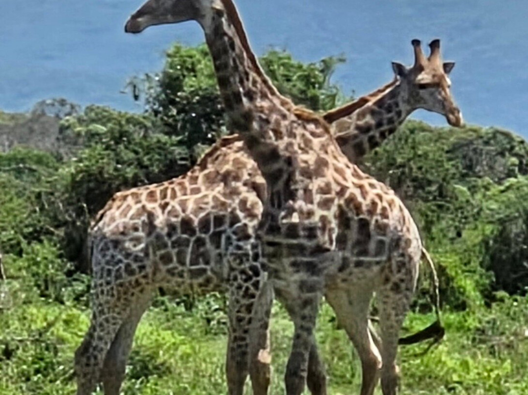 EuroZulu Guided Tours & Safaris-圣露西亚必去景点