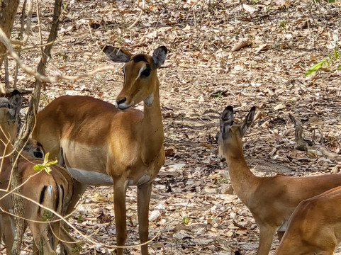 Shammah Wonders Safari Ltd-莫西必去景点