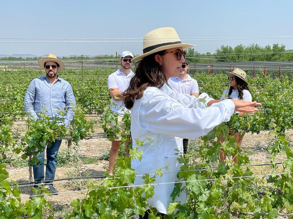 Viñedo San Juan De La Vaqueria-萨尔蒂必去景点