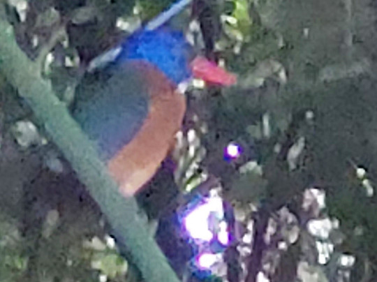 Tangkoko National Reserve-比通必去景点