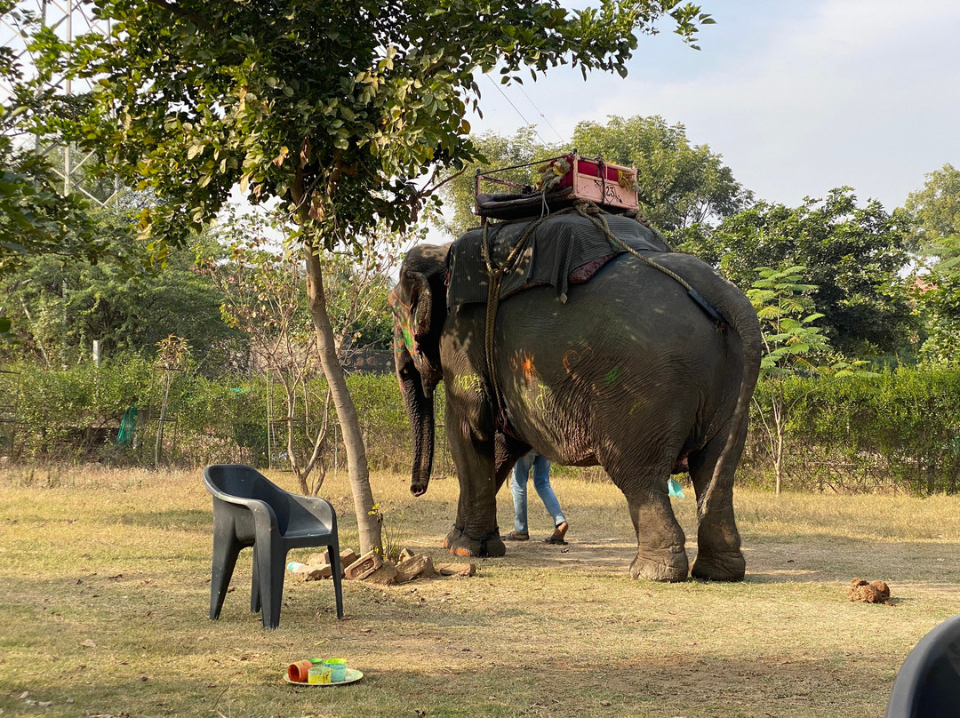 Elephant Joy-Amer必去景点