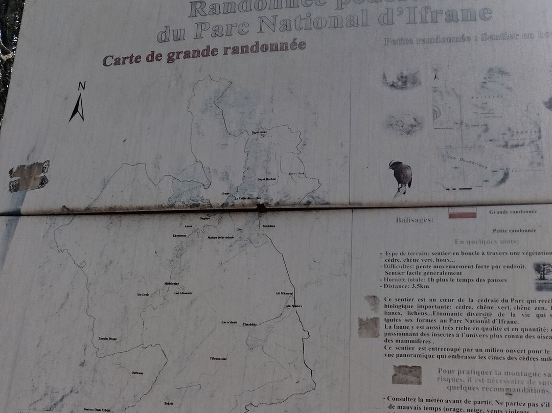 Azrou Cedar Forest-Azrou必去景点