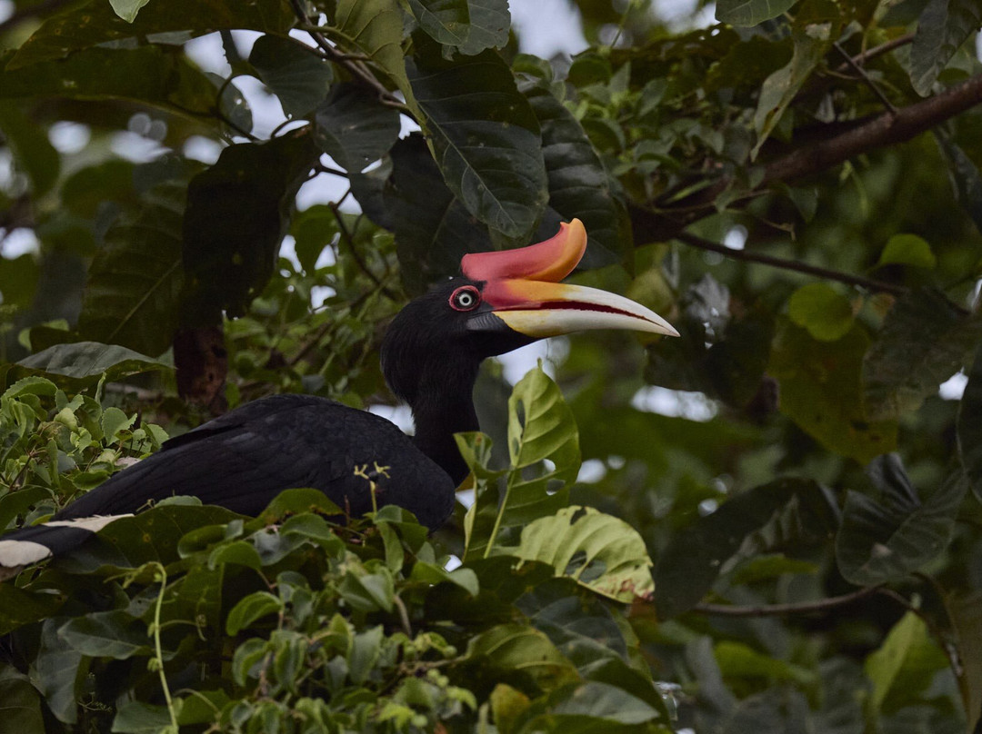 Ujung Kulon Ecotourism-Ujungjaya必去景点
