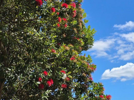 Smith Tour Company-陶兰加必去景点