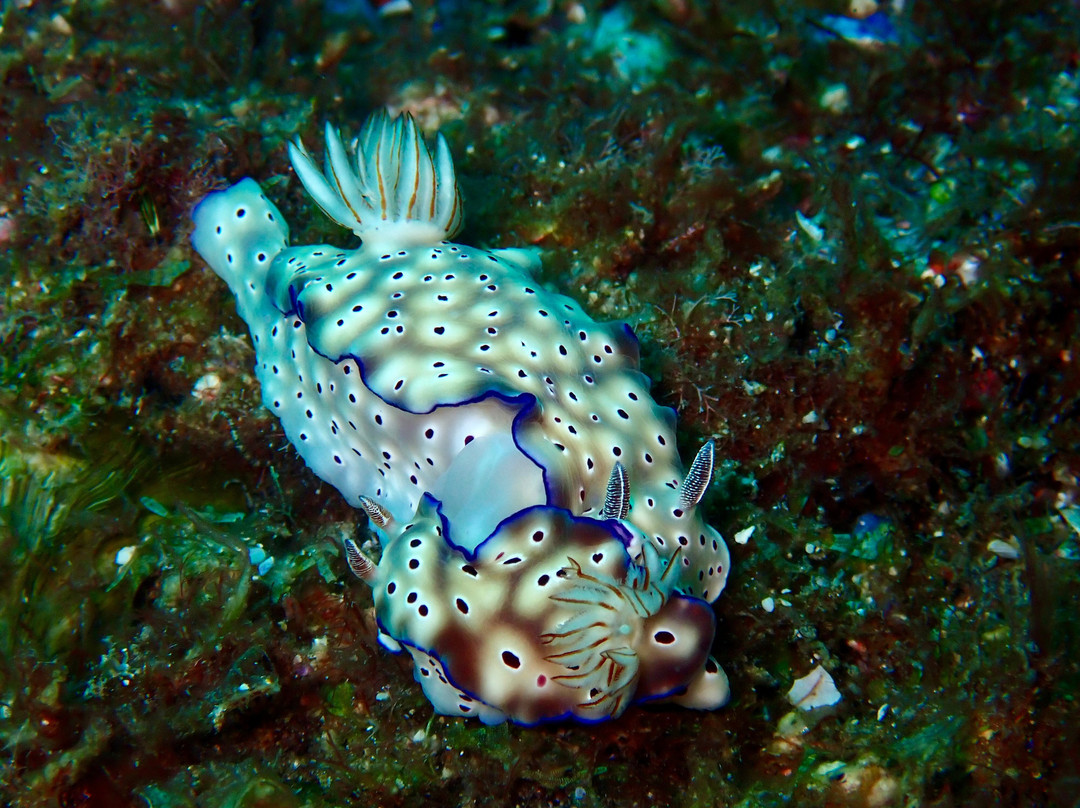 Wolf Rock Dive Centre-Rainbow Beach必去景点