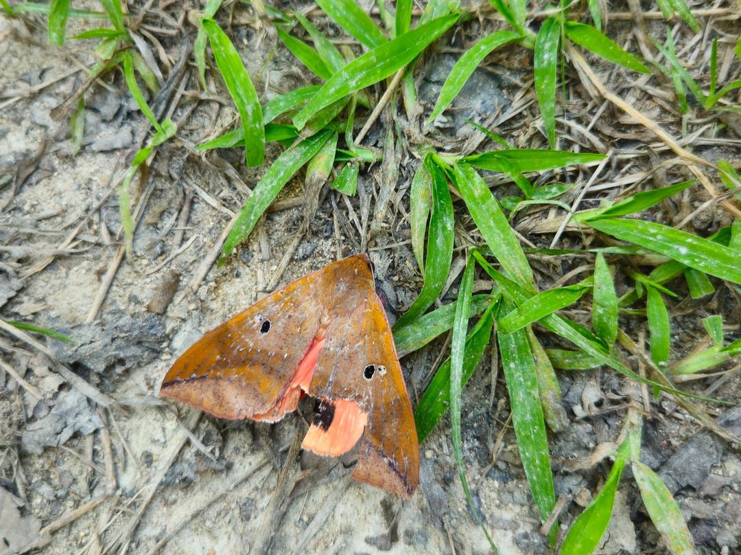 United Jungle Guide Service-奇旺国家公国必去景点