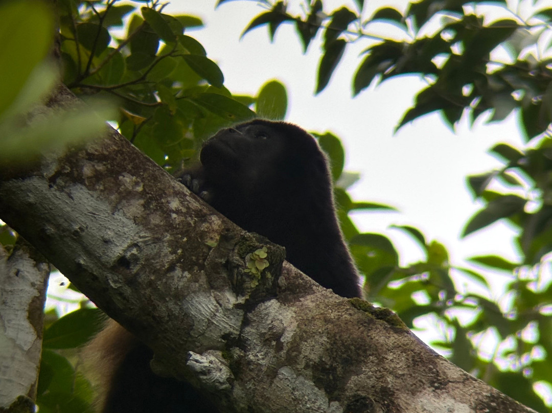 Pacific jungle adventures-克波斯必去景点