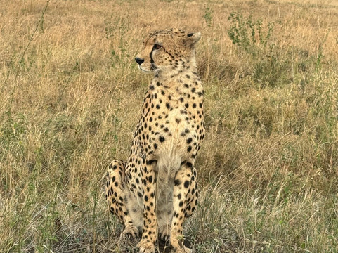 Lush Africa Safaris-坎帕拉必去景点