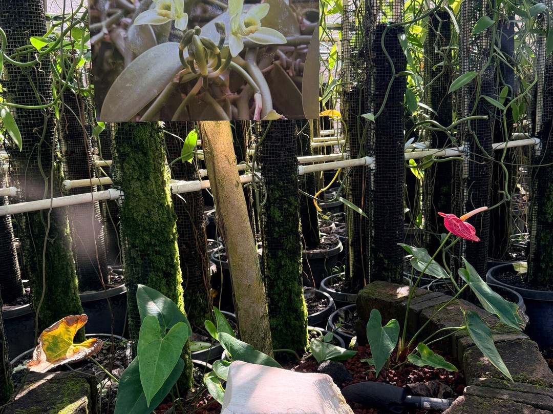 The Vanillerie-凯鲁瓦-柯纳必去景点