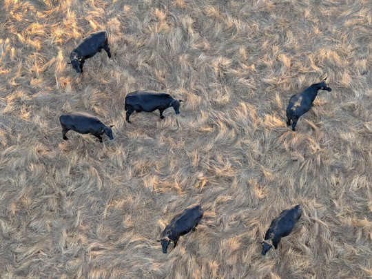 Goldrush Ballooning King Valley-King Valley必去景点