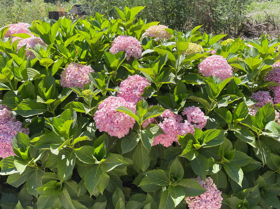 Jardín Botanico Nacional-比尼亚德尔马必去景点
