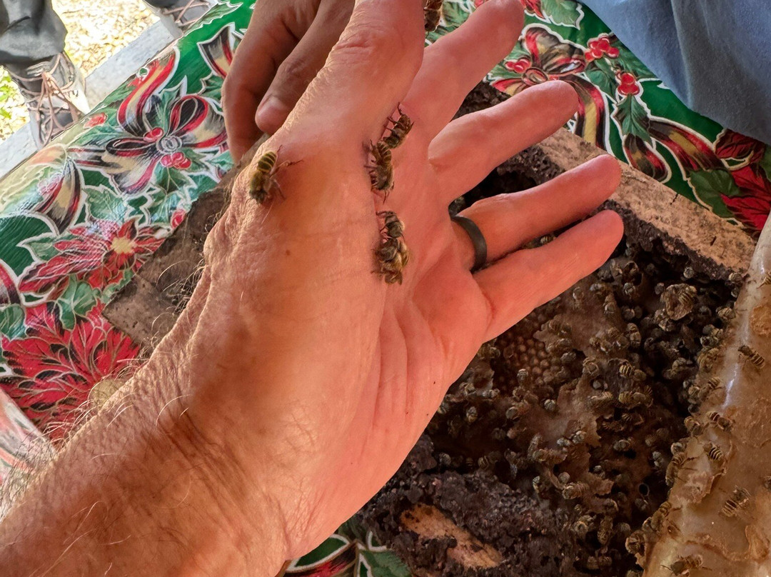 Camino del Mayab-梅里达必去景点