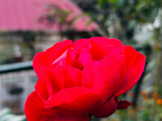 Seclude Ramgarh, Taradale主图